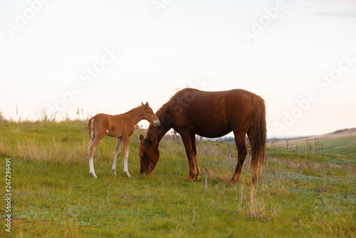 Animals concept, photo of a little baby foal and mother eating grass