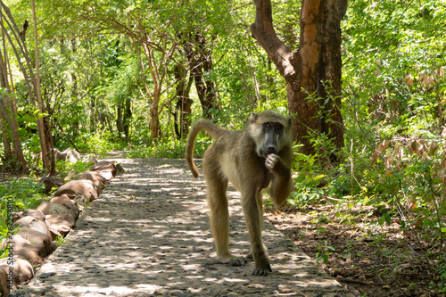 Funny monkey in Sambia © Lisa