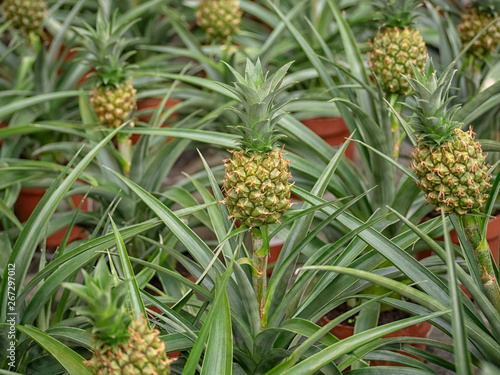 Anana Ananas Corona. Small baby pineapple growing up with green background
