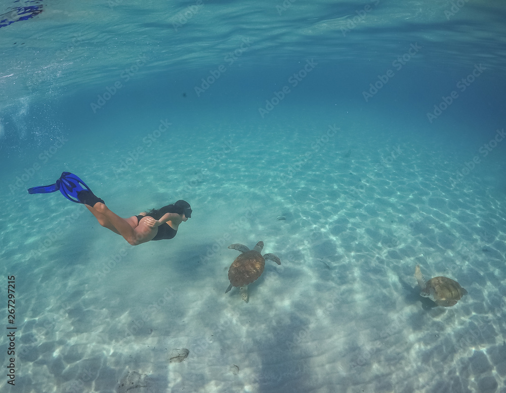  Swimming with turtles  views around the Caribbean island of Curacao