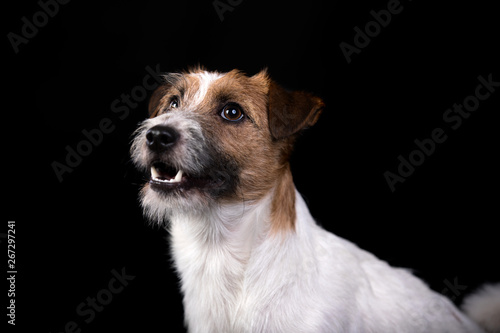 jack russell terrier portrait on black background