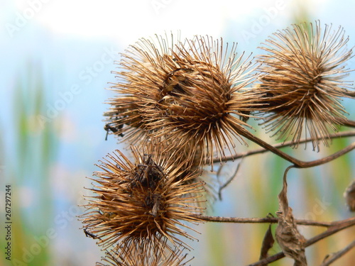 Herbst / Autumn / Осень photo