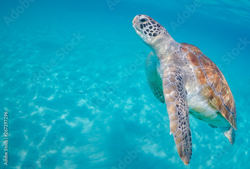  Swimming with turtles views around the Caribbean island of Curacao