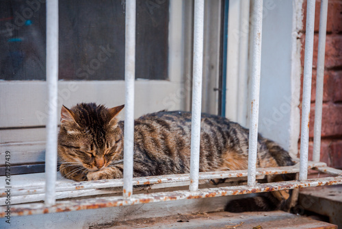 Fototapeta Naklejka Na Ścianę i Meble -  Cute and beautiful cat sitting, resting or sleeping on the window grid in Istanbul, Turkey. 
