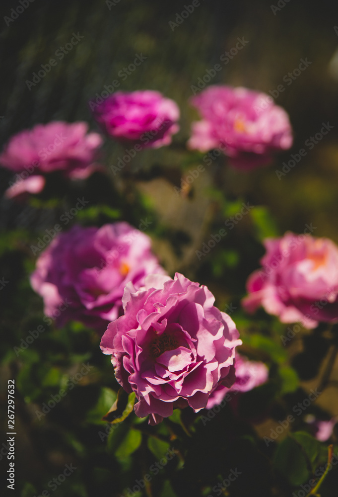 Pink rose blurred background