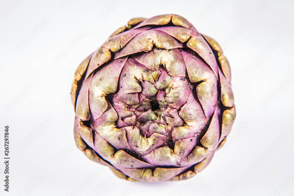 Fototapeta premium A single artichoke flower on a white background