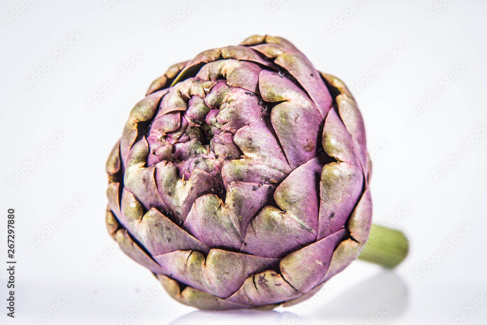 Fototapeta premium A single artichoke flower on a white background