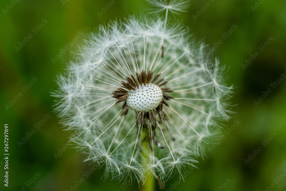 Fototapeta premium Bloomed dandelion in nature grows from green grass. Old dandelion closeup. Nature background of dandelions in the grass. Green nature background. Nature. Close up background nature of dandelion seeds.