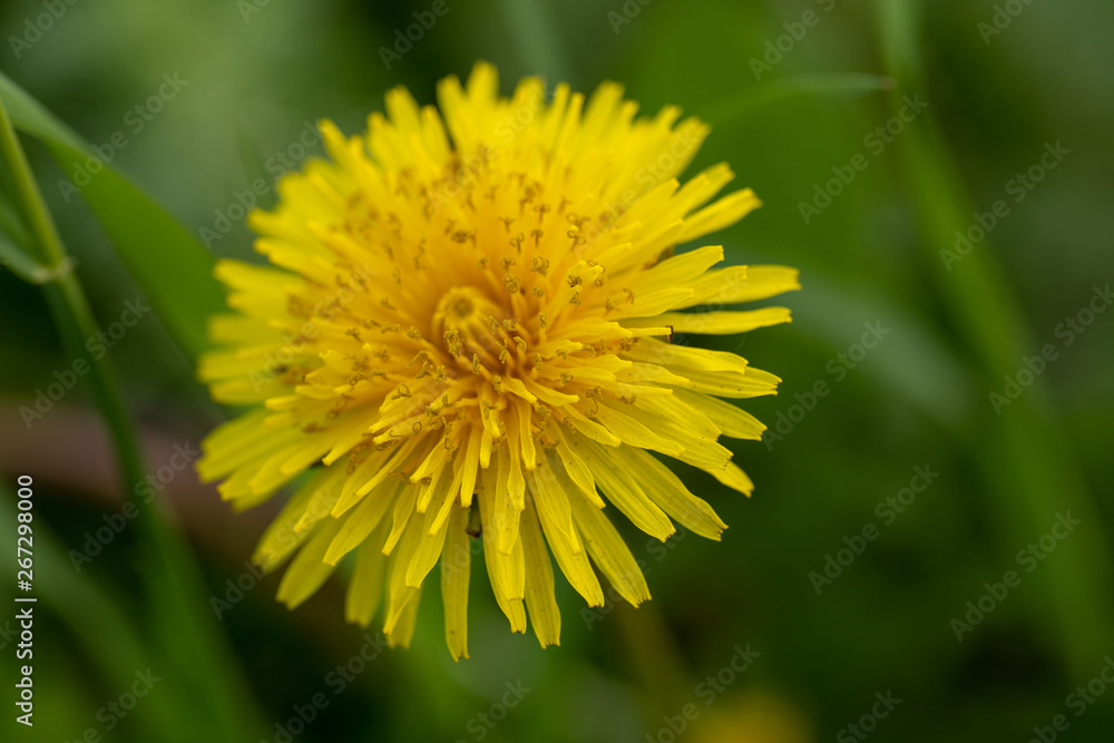 Close up of single illuminated yellow dandelion in the green grass Close up of single illuminated yellow dandelion in the green grass