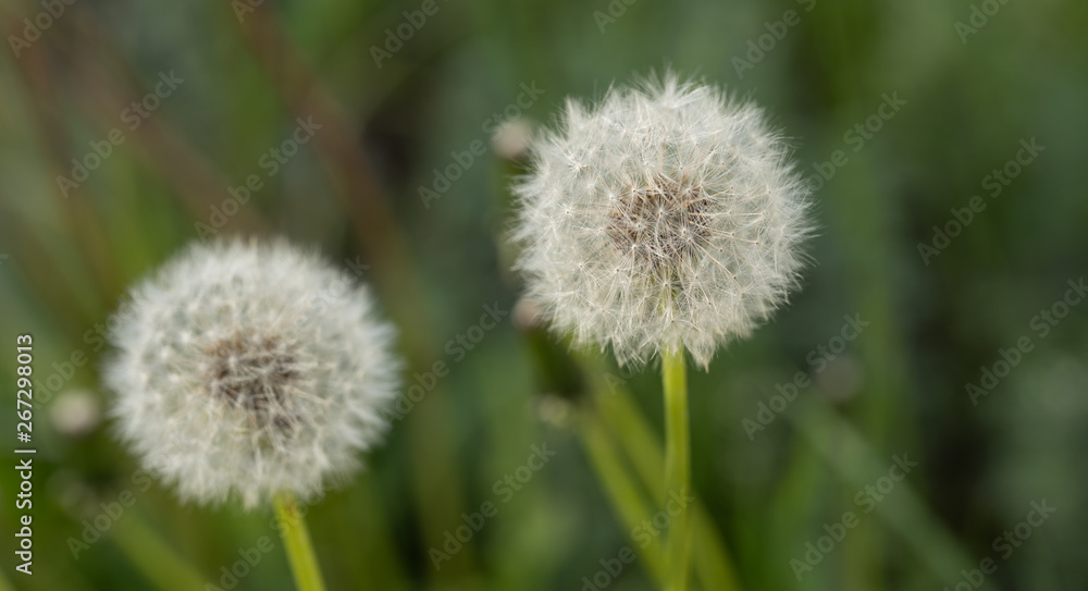 Bloomed dandelion in nature grows from green grass. Old dandelion closeup. Nature background of dandelions in the grass. Green nature background. Nature. Close up background nature of dandelion seeds. Bloomed dandelion in nature grows from green grass. Old dandelion closeup. Nature background of dandelions in the grass. Green nature background. Nature. Close up background nature of dandelion seeds.