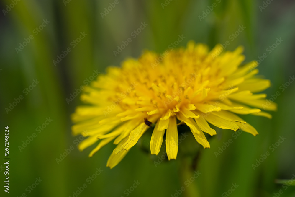 Close up of single illuminated yellow dandelion in the green grass Close up of single illuminated yellow dandelion in the green grass
