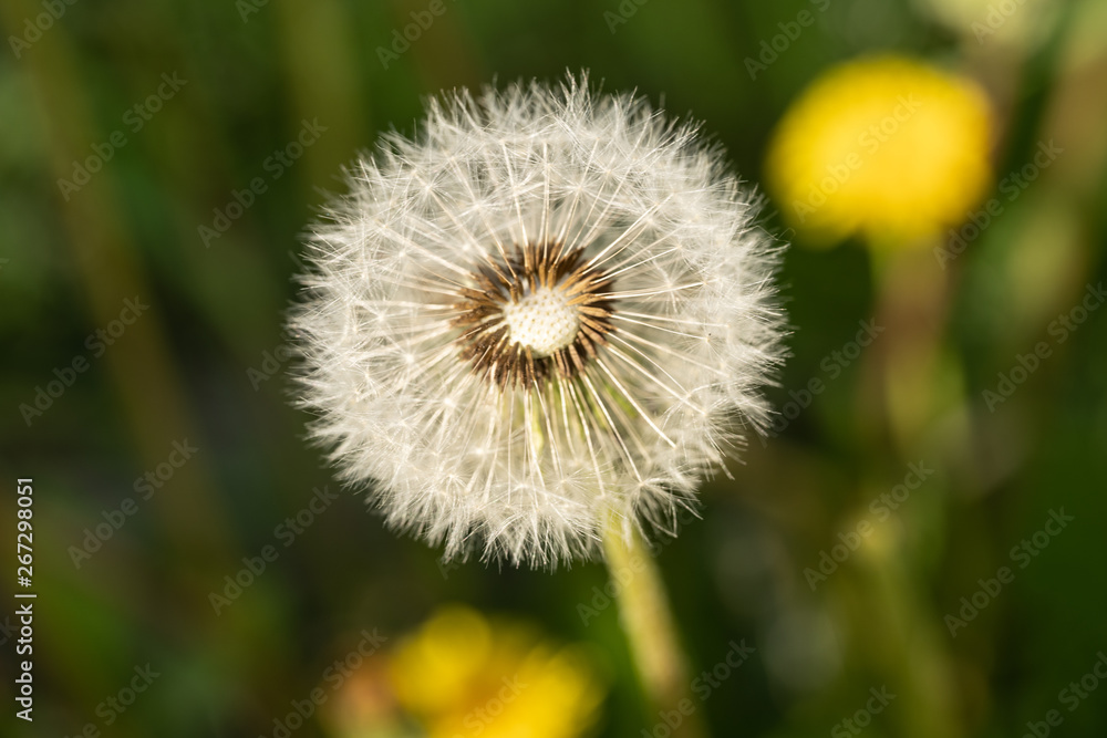 Bloomed dandelion in nature grows from green grass. Old dandelion closeup. Nature background of dandelions in the grass. Green nature background. Nature. Close up background nature of dandelion seeds. Bloomed dandelion in nature grows from green grass. Old dandelion closeup. Nature background of dandelions in the grass. Green nature background. Nature. Close up background nature of dandelion seeds.