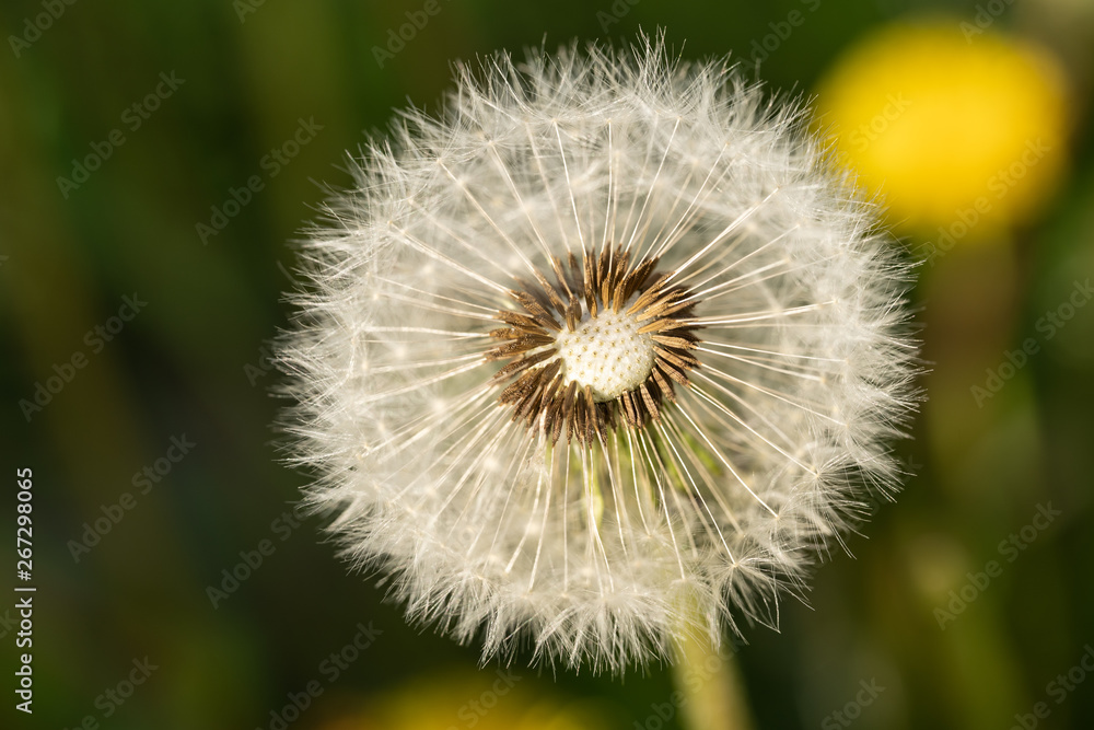 Bloomed dandelion in nature grows from green grass. Old dandelion closeup. Nature background of dandelions in the grass. Green nature background. Nature. Close up background nature of dandelion seeds. Bloomed dandelion in nature grows from green grass. Old dandelion closeup. Nature background of dandelions in the grass. Green nature background. Nature. Close up background nature of dandelion seeds.