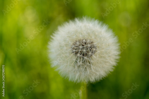 Bloomed dandelion in nature grows from green grass. Old dandelion closeup. Nature background of dandelions in the grass. Green nature background. Nature. Close up background nature of dandelion seeds.