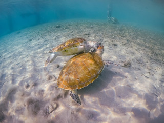 Crédence de cuisine   Swimming with turtles  views around the Caribbean island of Curacao  © Gail Johnson