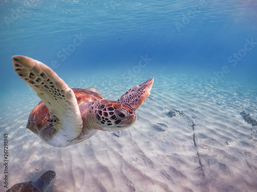  Swimming with turtles  views around the Caribbean island of Curacao photo