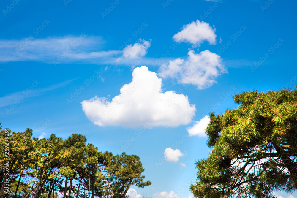 Clean Blue sky with clouds and trees