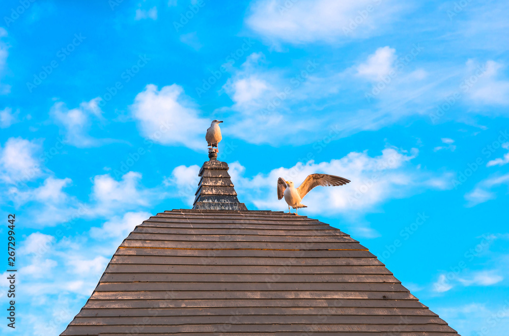 Seagulls perch on the roof and looking for food at beach, ocean or seaside at sunny day with clean blue sky