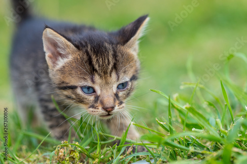 The little kitten is walking through the grassy yard © Zoran