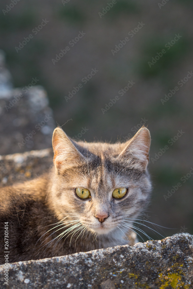 Big gray cat lying on the stairs