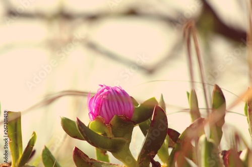 Planta costera