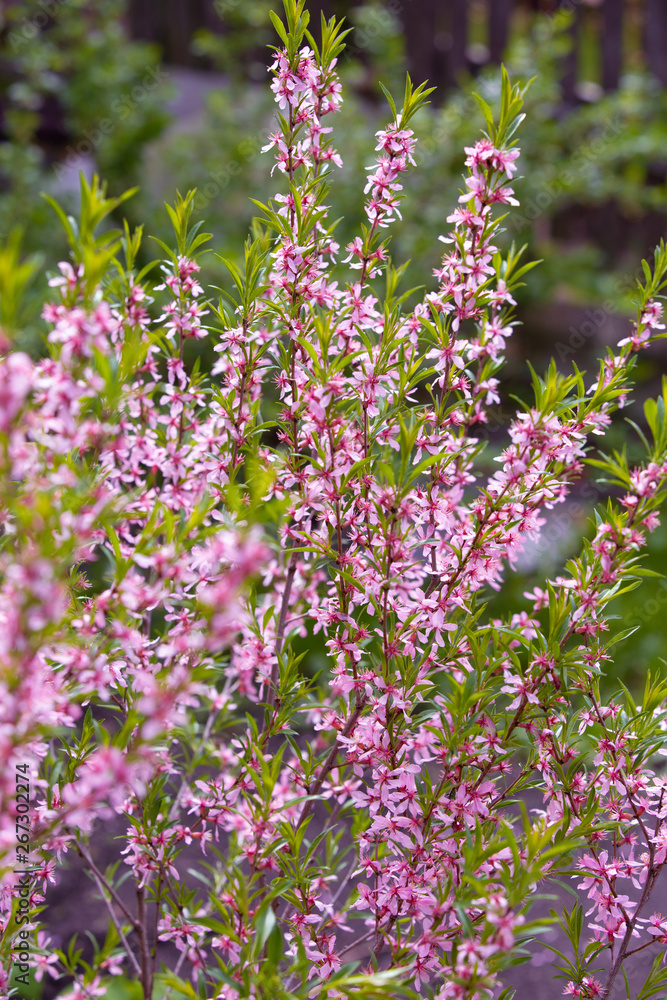 Fototapeta premium Pink colored flowers on branches in garden