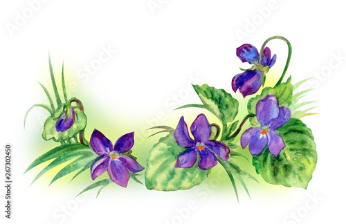 Forest violets in the grass  watercolor painting on a white background.