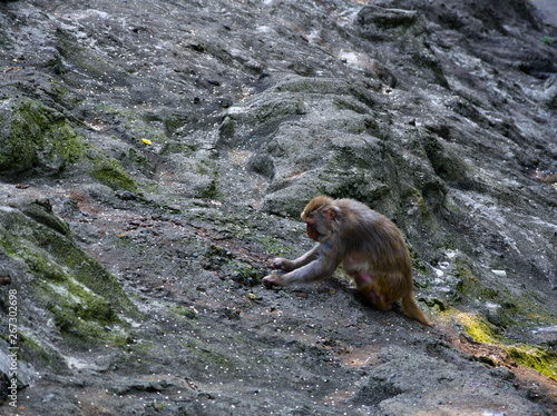 Obraz na płótnie zoo w salonie