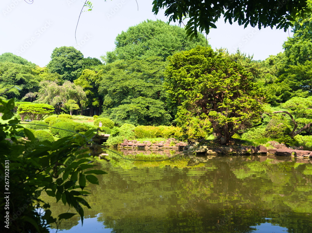 pond in garden