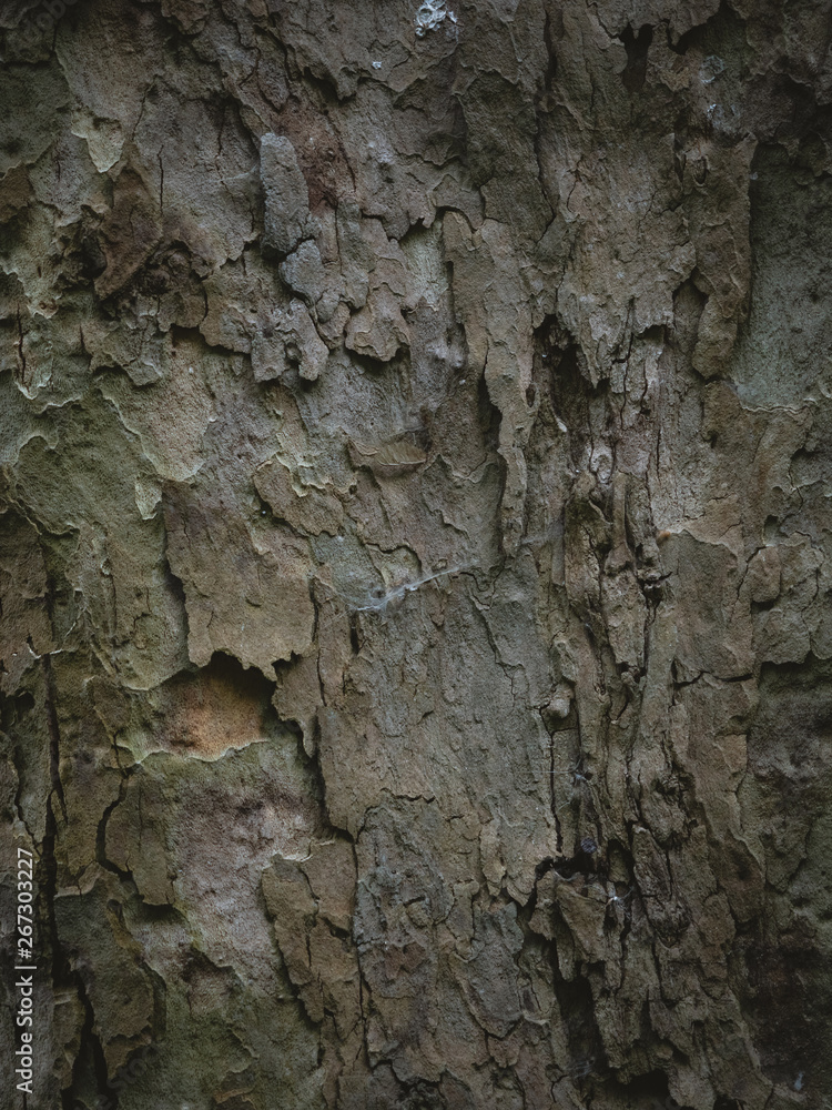 Tree wood brown texture close-up