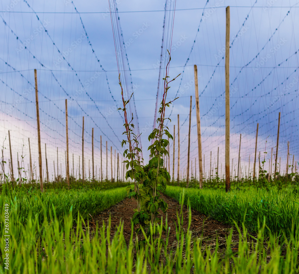 Obraz premium Hopfen in der Hallertau
