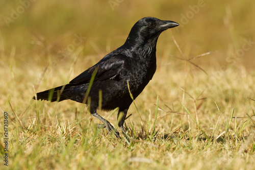 Australian Raven - Corvus coronoides passerine bird in the genus Corvus native to much of southern and northeastern Australia © phototrip.cz
