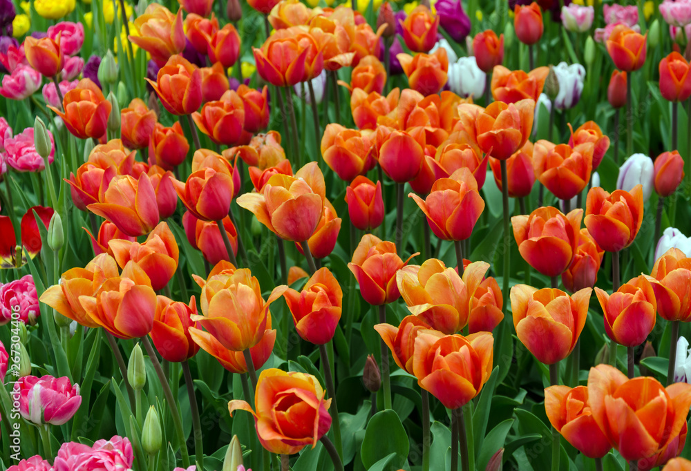 tulips, bright beautiful color, bloom in the garden in the open field tulips, bright beautiful color, bloom in the garden in the open field