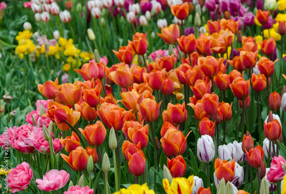 tulips, bright beautiful color, bloom in the garden in the open field tulips, bright beautiful color, bloom in the garden in the open field