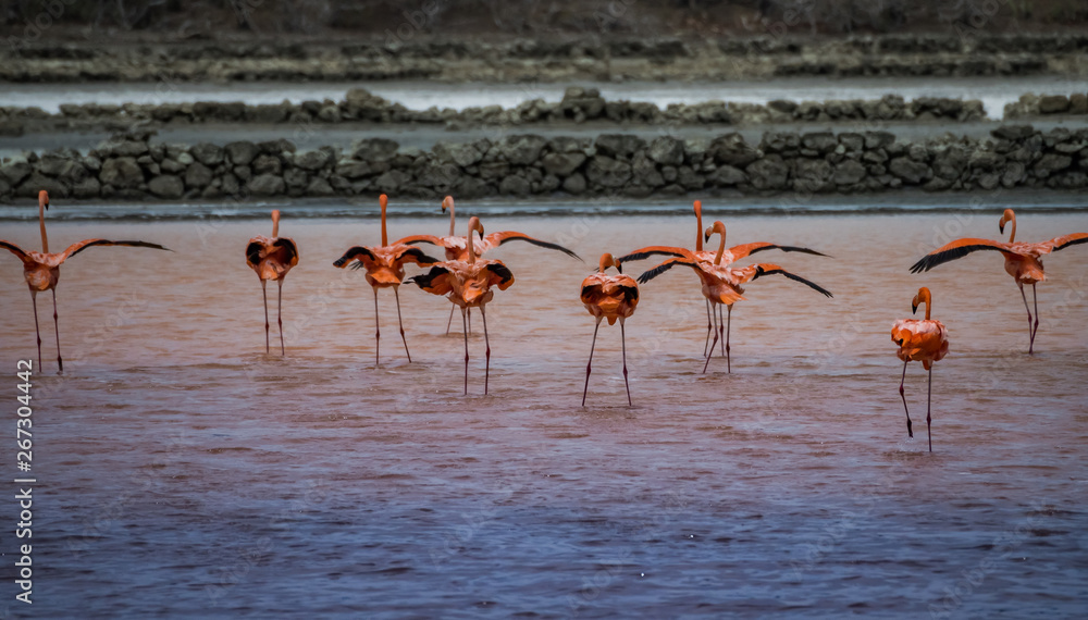 Fototapeta premium Flamingo views around the Caribbean island of Curacao