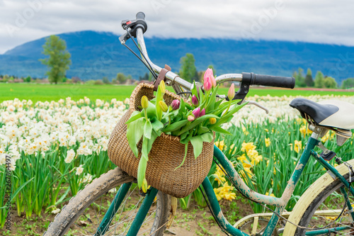 Typical Dutch female bike with a basket of tulips in a bike basket in front, on a flower farm, in bright daylight, with daffodils in the background. photo