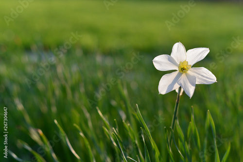 First field spring flowers narcissus in meadow