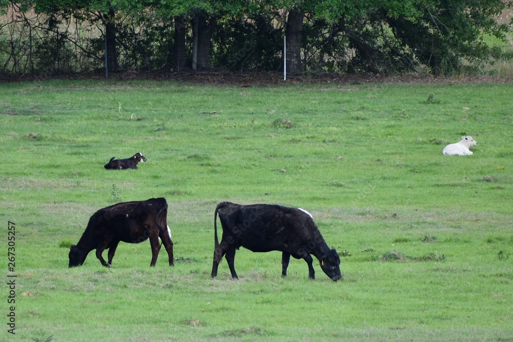 Two black beef cows graze in a green pasture with their calves resting nearby. Two black beef cows graze in a green pasture with their calves resting nearby.