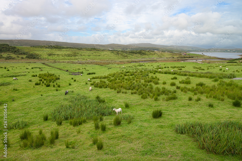 Sheep grazing in a green Irish field, Connemara, Galway county, Ireland