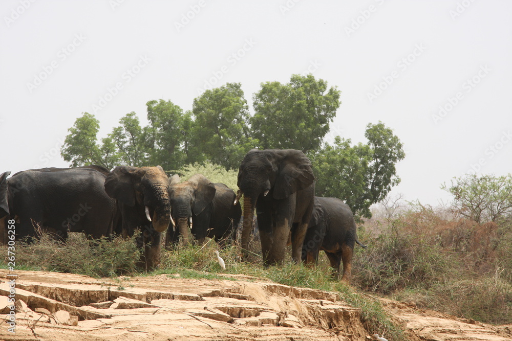 Fototapeta premium éléphant Parc W Niger