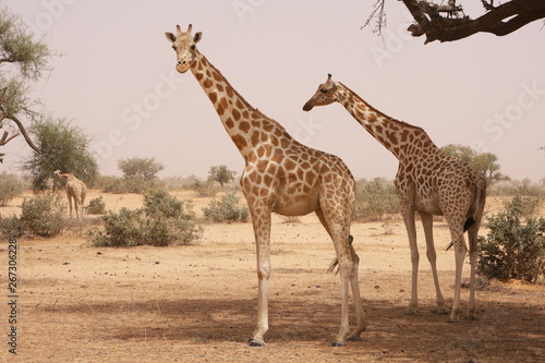 girafe 
