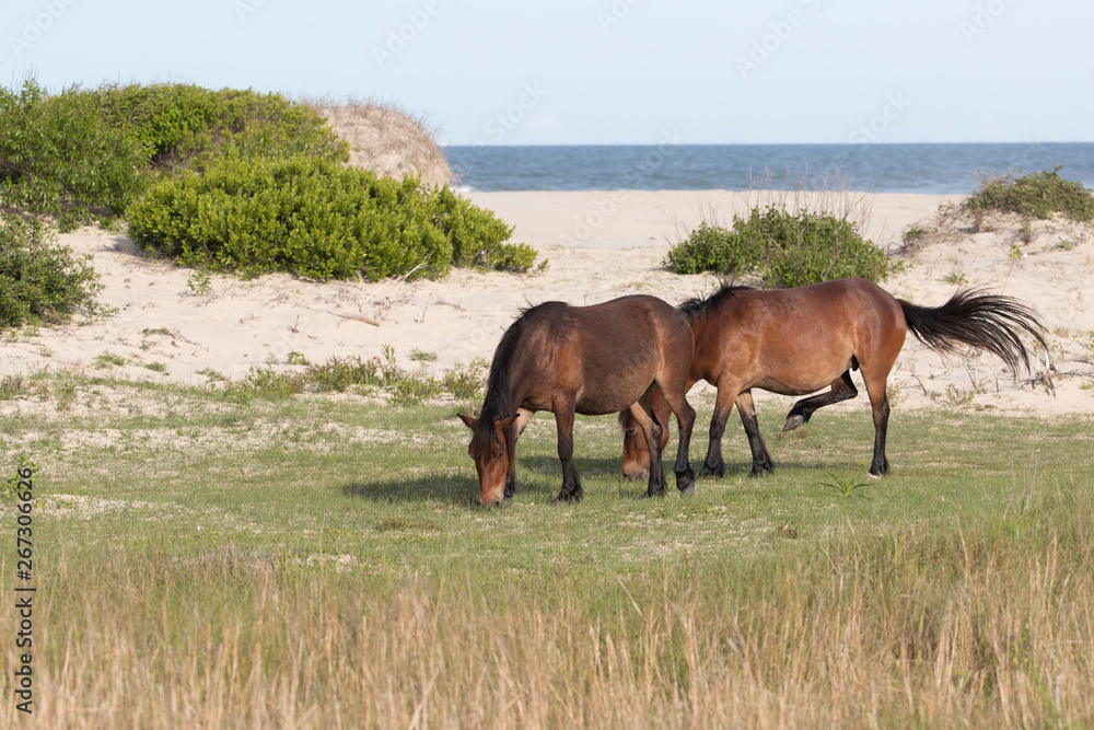 Wild Horses on the Northern End of the Outer Banks at Corolla North Carolina Wild Horses on the Northern End of the Outer Banks at Corolla North Carolina