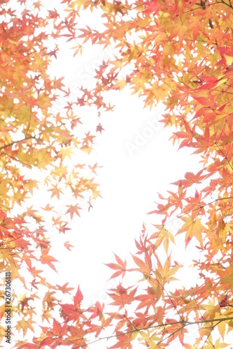 日本の紅葉,紅葉のコピースペース