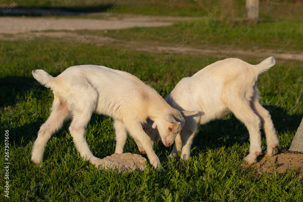 Two little kid goats - white twins having fun. Newborn goats gets acquainted with the outside world. Breeding and growing pets. Childhood goats in the household yard. Two little kid goats - white twins having fun. Newborn goats gets acquainted with the outside world. Breeding and growing pets. Childhood goats in the household yard.