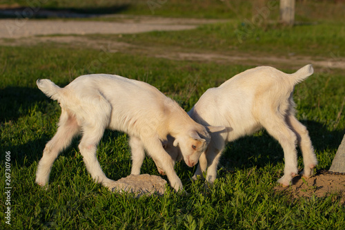 Two little kid goats - white twins having fun. Newborn goats gets acquainted with the outside world. Breeding and growing pets. Childhood goats in the household yard.