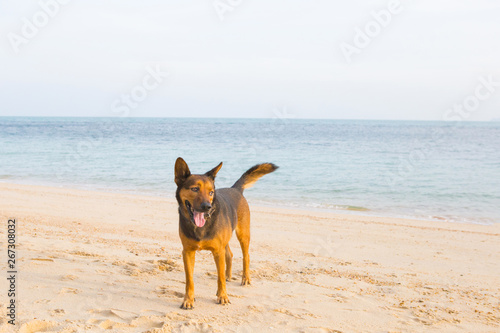 A happy dog playing at the beach.