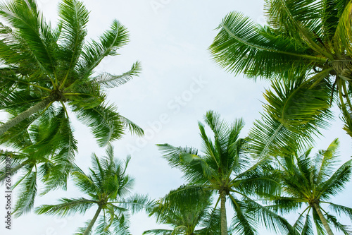 Coconut palm trees, beautiful tropical