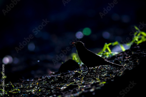 Black bird in forest. Forest nature background. 