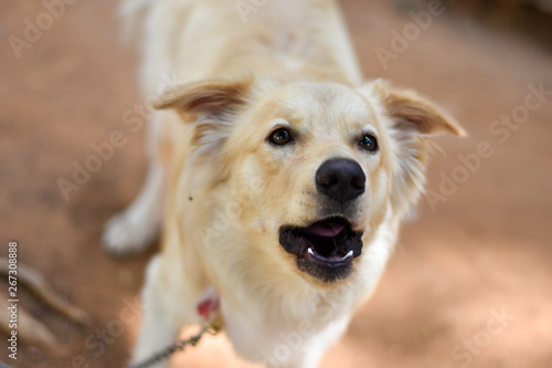 a cute dog playing outdoor