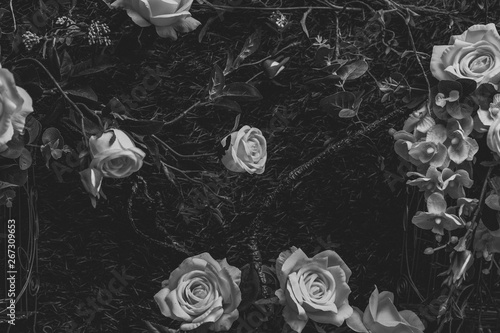 Fototapeta Naklejka Na Ścianę i Meble -  Beautiful vintage roses Is a picture of a black rose Beautiful patterns for making various media